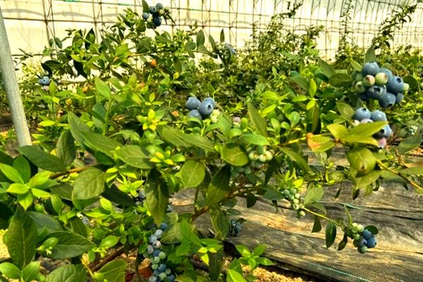 怎样种植蓝莓,首先要选择高产品种