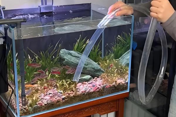 热带鱼鱼缸如何正确换水，需提前困水