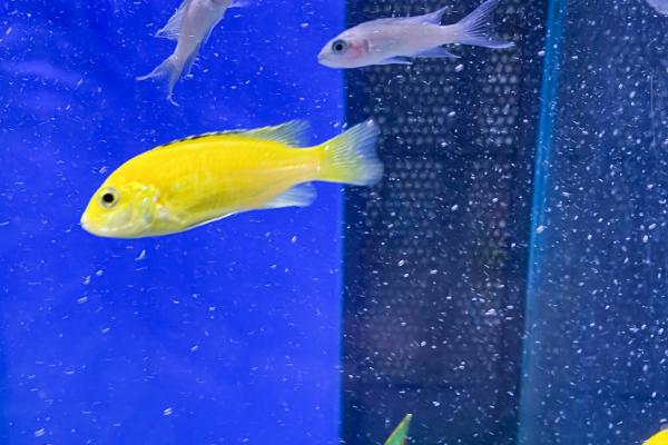 热带鱼鱼缸如何正确换水，需提前困水