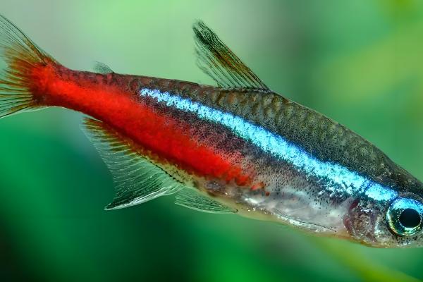 热带鱼鱼缸如何正确换水，需提前困水