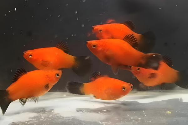 热带鱼鱼缸如何正确换水，需提前困水