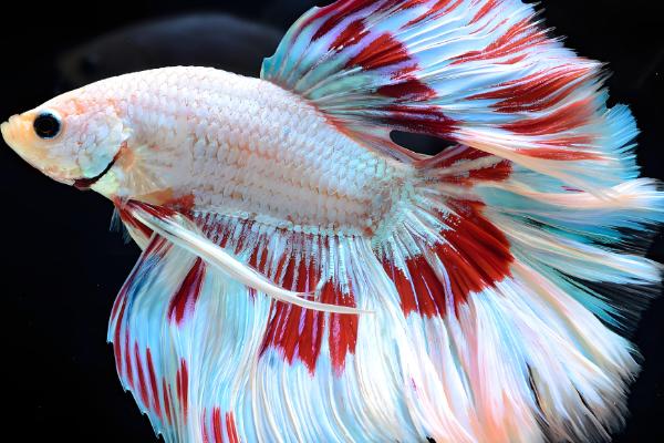 热带鱼鱼缸如何正确换水，需提前困水