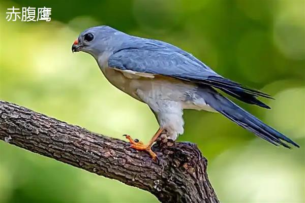 有益的昆虫和鸟,益虫有螳螂、蜘蛛、蜜蜂等