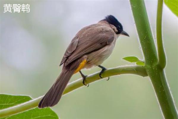 有益的昆虫和鸟,益虫有螳螂、蜘蛛、蜜蜂等