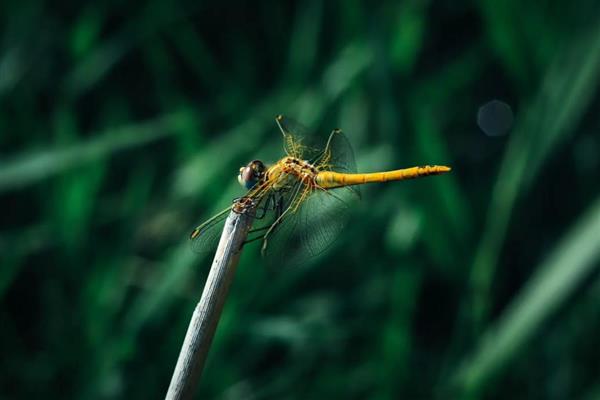 有益的昆虫和鸟,益虫有螳螂、蜘蛛、蜜蜂等