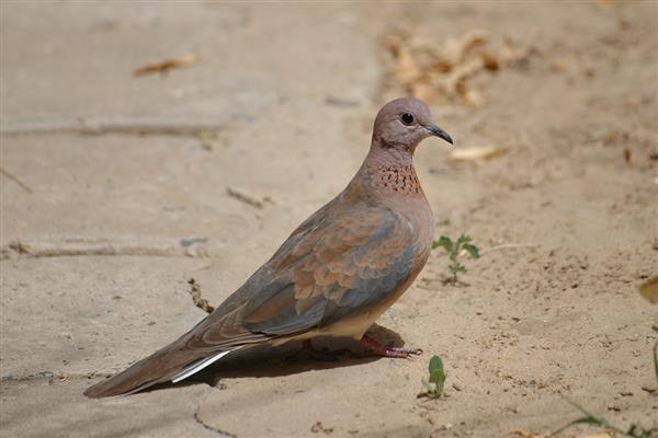 野鸽子是不是保护动物，属于三有保护动物
