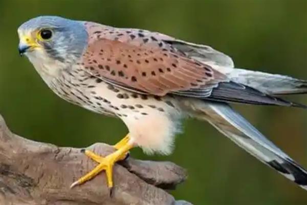 野鸽子是不是保护动物，属于三有保护动物