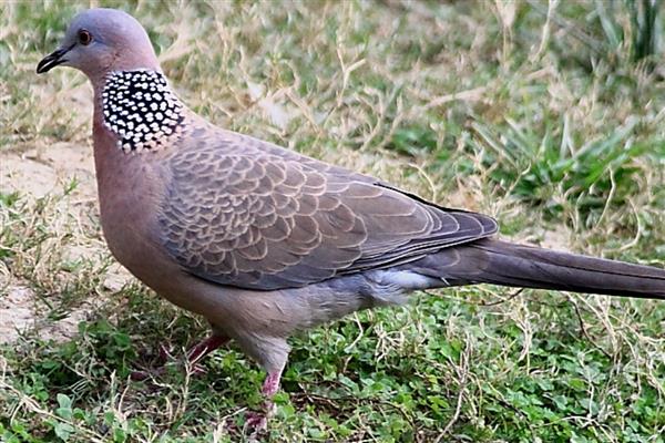 野鸽子是不是保护动物，属于三有保护动物