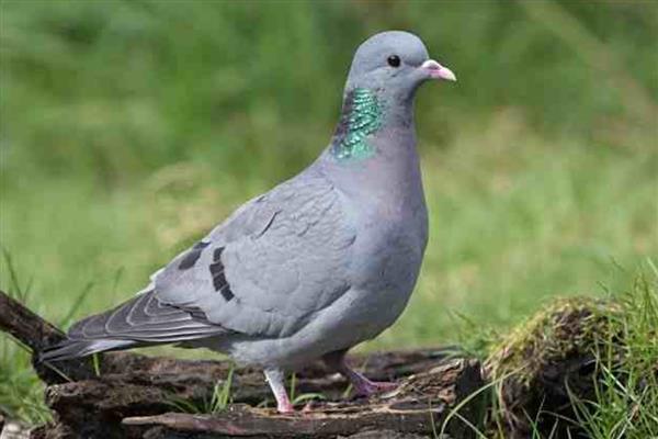 野鸽子是不是保护动物，属于三有保护动物