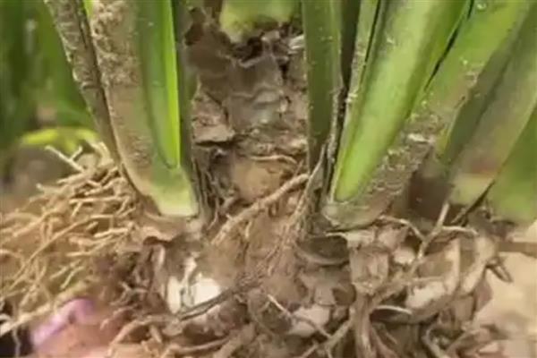 朱顶红的分球方法，摘取老鳞茎长出来的子球重新栽种