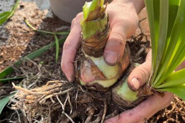 朱顶红的分球方法，摘取老鳞茎长出来的子球重新栽种