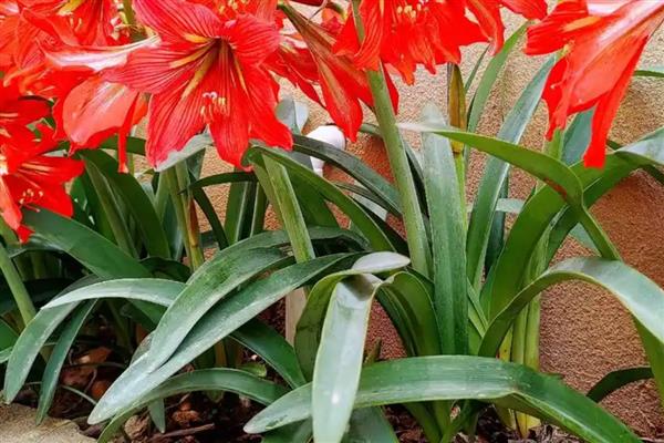 朱顶红的分球方法，摘取老鳞茎长出来的子球重新栽种