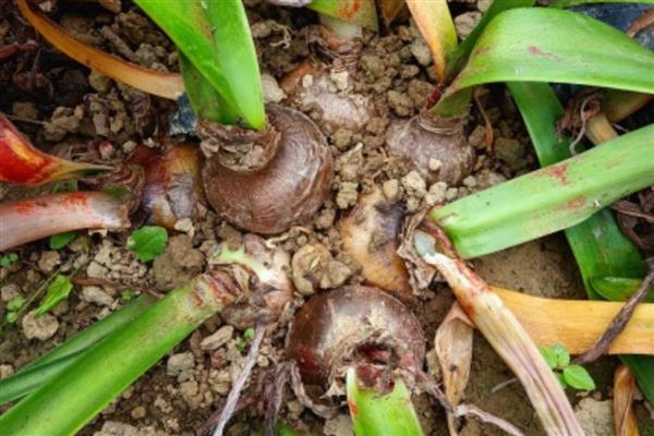 朱顶红的分球方法，摘取老鳞茎长出来的子球重新栽种