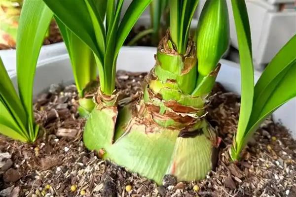 朱顶红的分球方法，摘取老鳞茎长出来的子球重新栽种