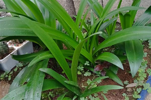 朱顶红的分球方法，摘取老鳞茎长出来的子球重新栽种