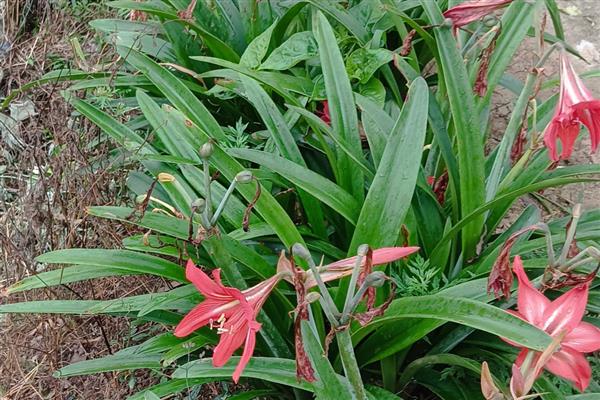 朱顶红的分球方法，摘取老鳞茎长出来的子球重新栽种