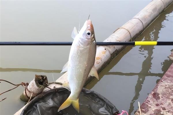 2号伊豆钩垂钓鲫鱼的效果，垂钓小型鲫鱼有很高的中鱼率