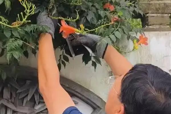 地栽的凌霄花冬天如何修剪,将长势过长的枝条剪短