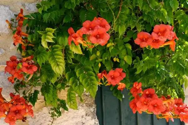 地栽的凌霄花冬天如何修剪,将长势过长的枝条剪短