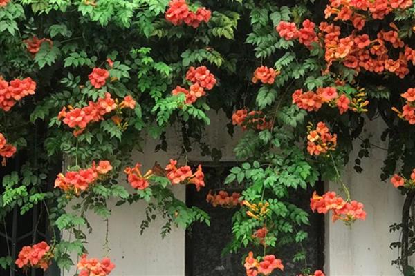 地栽的凌霄花冬天如何修剪,将长势过长的枝条剪短