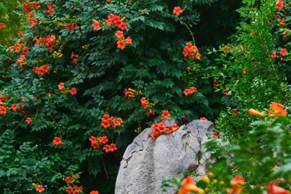 地栽的凌霄花冬天如何修剪,将长势过长的枝条剪短