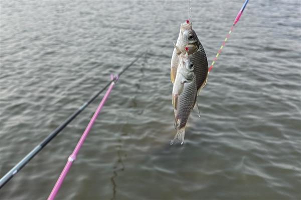 主线怎么绑八字环,首先从八字环中穿出并虚绕2-3圈