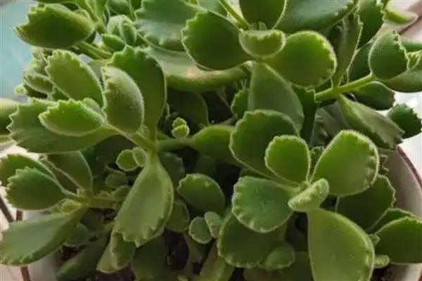 熊童子夏季养护方法,确保室温不超过35℃