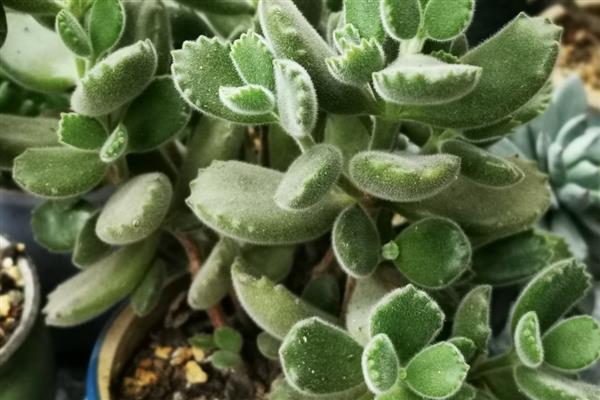 熊童子夏季养护方法,确保室温不超过35℃