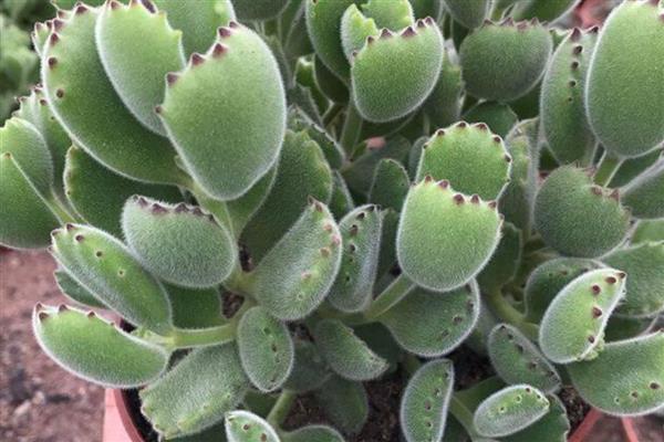 熊童子夏季养护方法,确保室温不超过35℃