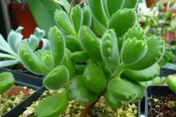 熊童子夏季养护方法,确保室温不超过35℃