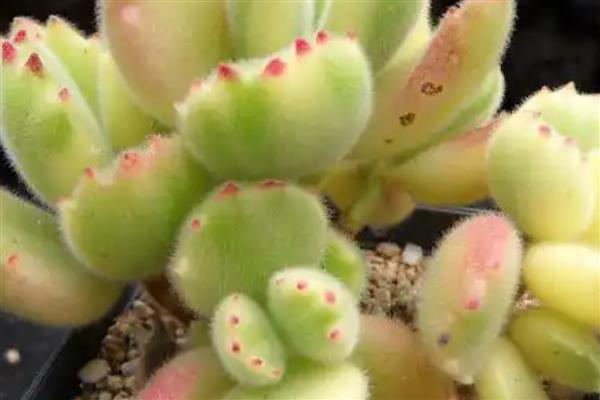 熊童子夏季养护方法,确保室温不超过35℃