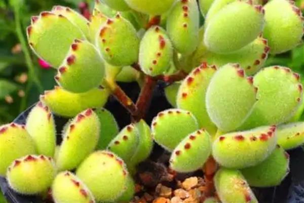 熊童子夏季养护方法,确保室温不超过35℃