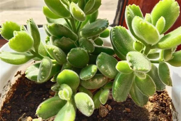 熊童子夏季养护方法,确保室温不超过35℃