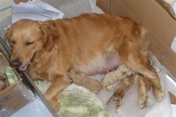 狗狗生产的症状，常表现为表情焦虑