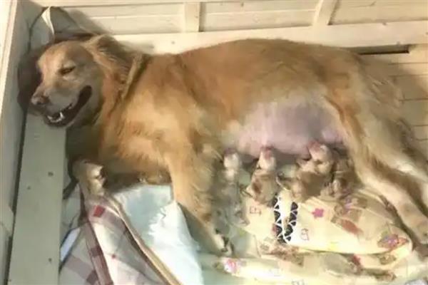 狗狗生产的症状，常表现为表情焦虑