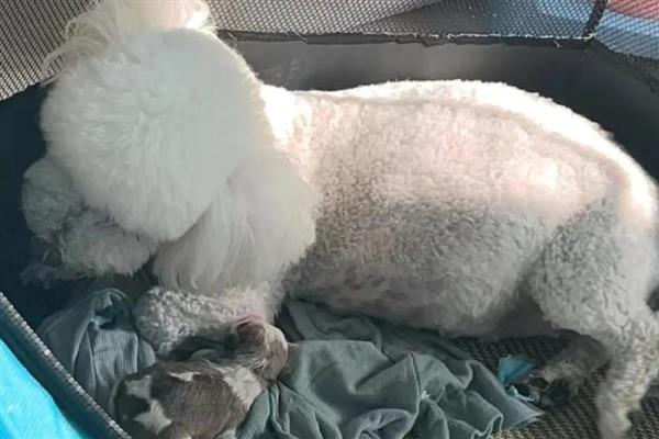 狗狗生产的症状，常表现为表情焦虑