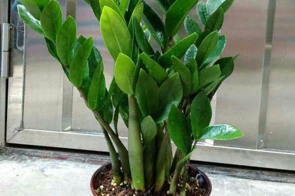 摇钱树叶子发黄脱落怎么办，视情况采取针对性措施