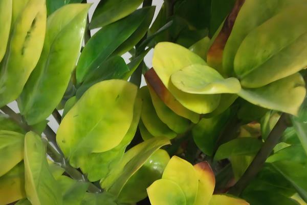 摇钱树叶子发黄脱落怎么办，视情况采取针对性措施