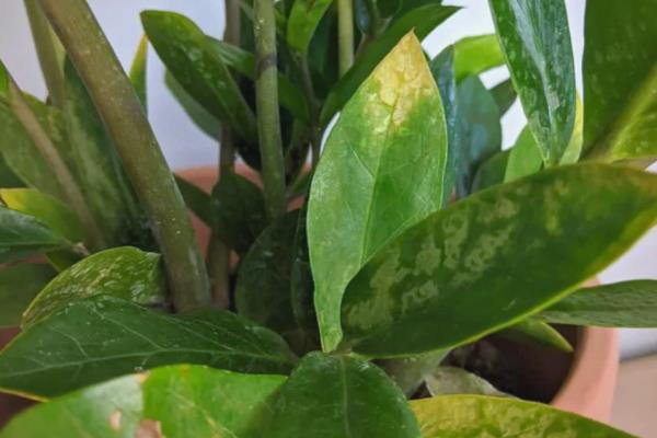 摇钱树叶子发黄脱落怎么办，视情况采取针对性措施