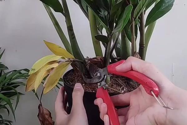 摇钱树叶子发黄脱落怎么办，视情况采取针对性措施