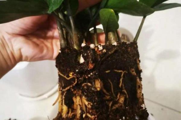 摇钱树叶子发黄脱落怎么办，视情况采取针对性措施