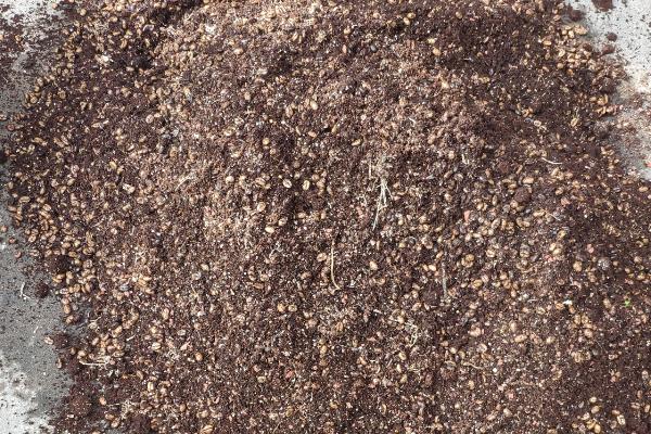 摇钱树叶子发黄脱落怎么办，视情况采取针对性措施