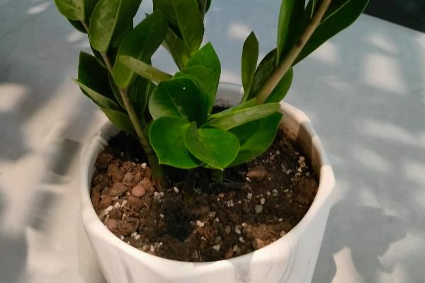 摇钱树叶子发黄脱落怎么办，视情况采取针对性措施