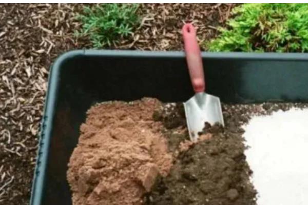 芙蓉花的养殖方法,喜欢在湿润的环境中生长