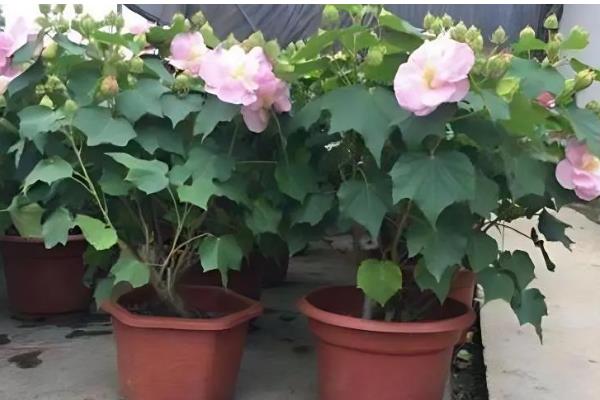 芙蓉花的养殖方法,喜欢在湿润的环境中生长