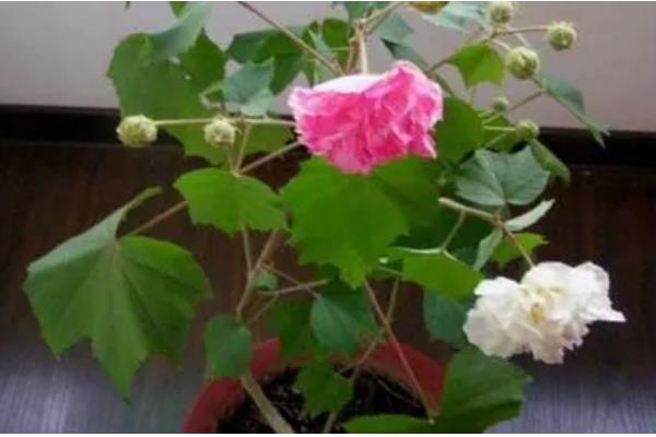 芙蓉花的养殖方法,喜欢在湿润的环境中生长