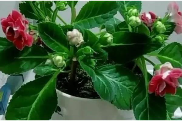 芙蓉花的养殖方法,喜欢在湿润的环境中生长