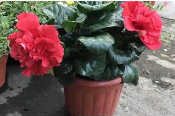 芙蓉花的养殖方法,喜欢在湿润的环境中生长