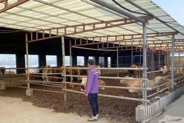 人工配牛操作方法,按以下步骤逐一进行