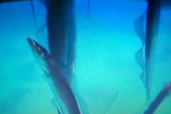 带鱼的生活水深,集中分布在60-100米的水层中